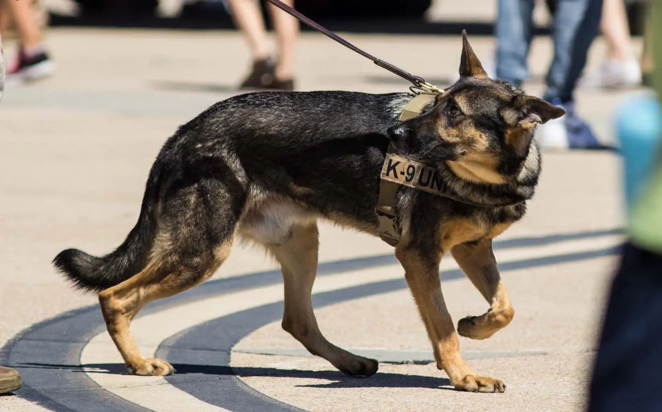 K9 Unit